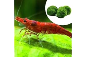 AQUA BREEDING SKILL AquaBreedingSkill Lot de 10 Crevettes Red Fire – Crevettes Vivantes pour Aquarium – Crevettes Naines Neocaridina, Habitants Pacifiques pour Aquariums, +3 Boules de Mousse Marimo Aegagropila Gratuit