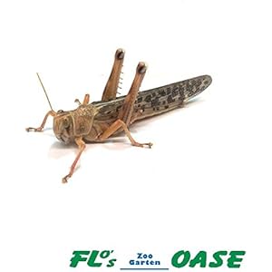 Heuschrecken Wüstenheuschrecken 