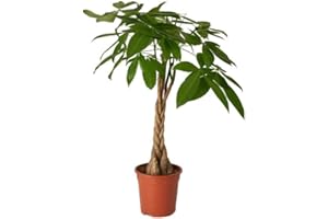 DECOALIVE Pachira Aquática Planta de Interior Natural muy Decorativa