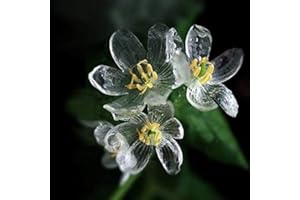 Portal Cool Skeleton Flower Diphylleia grayi perenni Semi X 15 - Buy 2 Get 1 Gratis - UK