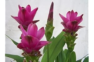 BRKENT 30 Semi di Curcuma Curcuma Piante tappezzanti Piante rustiche da balcone Piante rustiche