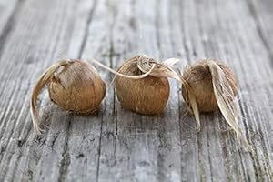 FLORIANA-BULBOSE 50 Bulbi CERTIFICATI BIO di Croco da Zafferano (Crocus sativus) circonferenza 10/+ cm PREVENDITA - BUONO D'ACQUISTO - CONSEGNA IN AGOSTO 2024 (50)