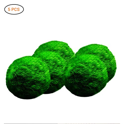 Luffy Marimo Moss Balls -Small/Nano Aquarium Ball Set of 5 Decor for Aquariums and Glass Jar Terrarium for Live Fish, Pet Shrimp, Sea Monkeys,Shrimps.