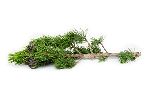 1kg PREMIUM Zirbenspäne „Einstreu“ | perfekt für Nager & Kleintiere - 8