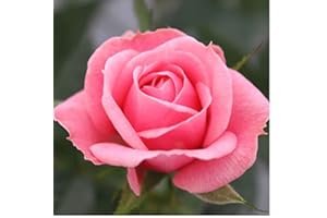 BRYNCIR GARDEN CENTRE Rose - Patio Rose - 10.5cm (1, Pink)