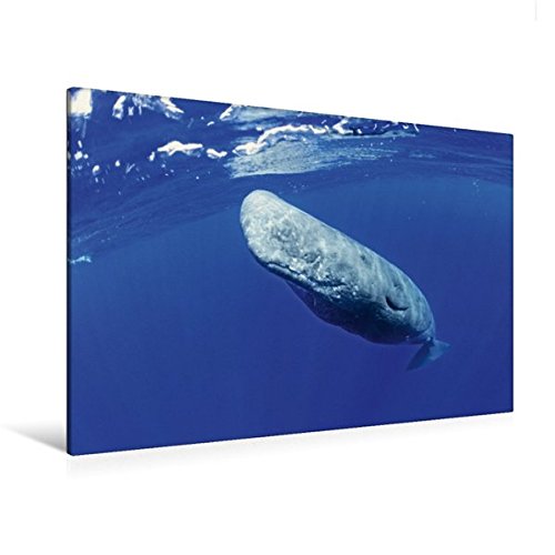 Premium Textil-Leinwand 120 cm x 80 cm quer, Sanfter Riese – Pottwal gleitet durchs tiefblaue Meer | Wandbild, Bild auf Keilrahmen, Fertigbild auf ... Ogasawara Islands, Japan (CALVENDO Tiere)