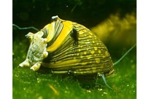 SURDEFENS Geweihschnecke Sun Snail - Clithon Corona