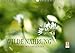 Produktbild WILDE NAHRUNGAT-Version (Wandkalender 2019 DIN A3 quer): Essbare Wildpflanzen: faszinierend, gesundheitsfördernd und artenreich. (Monatskalender, 14 Seiten ) (CALVENDO Lifestyle)