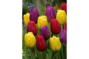 ACQUAVERDE Set Bulbi Tulipano Misti Varietà Triumph Olandese Fiori Perenni Da Giardino Profumati Prato altezza 60 Cm (100)