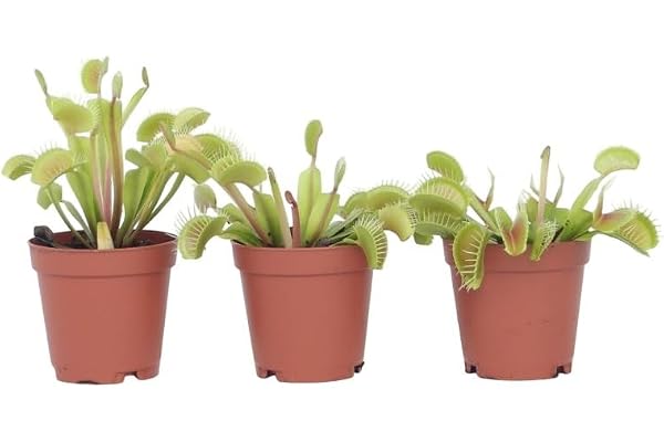 Plant in a Box - Dionaea Muscipula - Venus piège à mouches - Lot de 3 - Plante carnivore - Plante d'intérieur - Pot 5,5cm - Hauteur 5-10cm