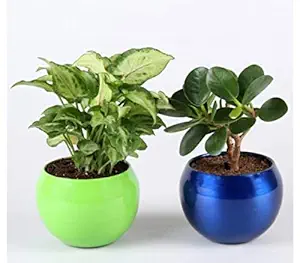 Siddhi Vinayak Gallery Metal Planter Pot for Home Decoration | Round Shape Metal Pots for Indoor Plant Living Room Bedroom, Tabletop, Office Desk Decoration ( Multicolour Pack of 4 Metal Pot)