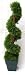 Produktbild Zypresse Spirale Konifere Spiralbaum H: 69