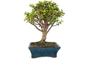 WWW.IRUNBONSAI.COM PORTULACARIA AFRA 5 AÑOS