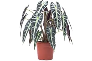 NATURGARDEN Alocasia Polly Planta Oreja de Elefante 30cm en Maceta de 12cm Natural