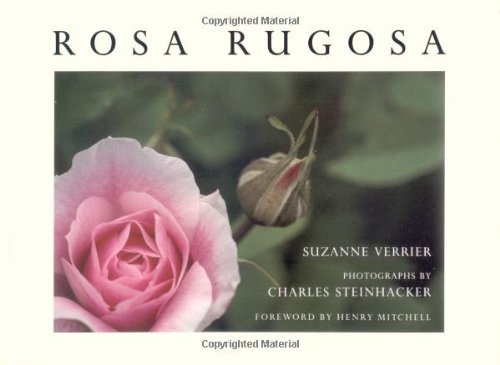 Rosa Rugosa livre