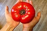 Calientes de la venta 100pcs enorme grande de la herencia de tomate dulce bonsai jardinerÃ­a plantas plantas bonsai vegetal para jardÃ­n: gris oscuro
