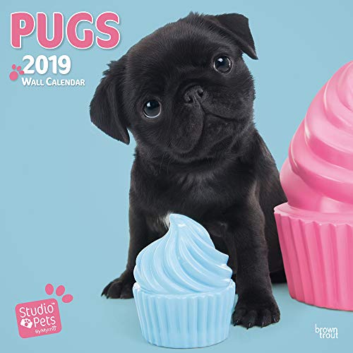 Download Pugs By Studio P 2019 Square Wall Calendar