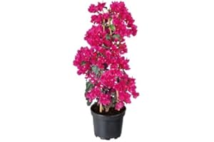 DECOALIVE Buganvilla Natural Arbusto con Flores que Puede Alcanzar una Gran Altura