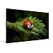 Produktbild Premium Textil-Leinwand 75 x 50 cm Quer-Format Marienkäfer auf Brennessel | Wandbild, HD-Bild auf Keilrahmen, Fertigbild auf hochwertigem Vlies, ... Heike Hultsch: Glückskäfer (CALVENDO Tiere)