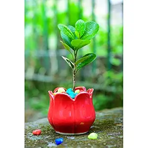 Lyallpur Stores Ceramic Planter Pot Lotus Shape - Small (Red Color, 7.5 cm) Plant Not Included