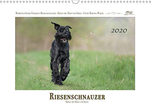 Riesenschnauzer - Riesen mit Herz und Seele (Wandkalender 2020 DIN A3 quer)