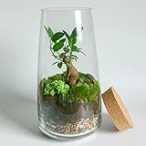 Bringen Sie ein grünes Leben in Ihr Zuhause, Schlafzimmer oder Büro mit unserem DIY Terrarien-Kit. Es ist perfekt, um mit Ihrer Wahl von schönen Pflanzen zu füllen, um jeden Raum aufzufrischen, der ein wenig Aufhellung bei minimaler Pflege benötigt. Das Set enthält eine große Auswahl an Materialien, die es Ihnen ermöglichen, kreativ zu sein und Ihren eigenen Mini-Garten zu bauen, entweder von selbst, Freunden und/oder der Familie mit der mitgelieferten Schritt-für-Schritt-Anleitung.