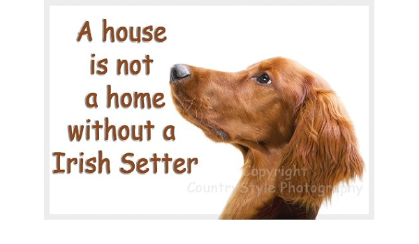 irish setter brand