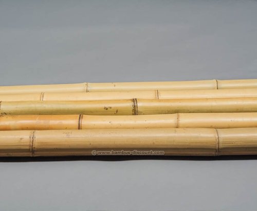 10er Set Bambusrohr gelb, Moso Bambus, gebleicht, Durch. 4,5 – 6cm, Länge 300cm (BAYS3005) - 4