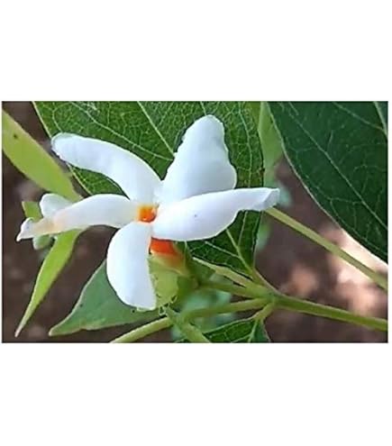 10 Graines De Nyctanthes Arbor Tristis (jasmin De Nuit / Parijat) - Plante Arbustive Parfumée, Fleurs Blanches à Cœur Orange - Pour Jardin, Terrasse (graines Fraîches)