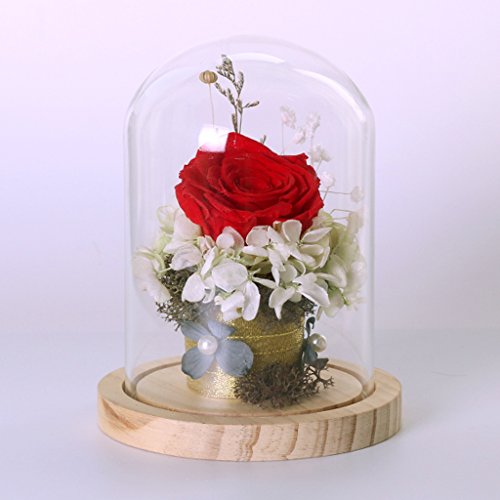 MagiDeal Garten Deko Transparente Glasglocke Glashaube Glassturz mit Holzboden für Pflanzen Blumen - 3