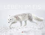 Leben im Eis 2020 - Tierwelt Arktis und Antarktis, Wandkalender im Querformat (54x42 cm) - Minimalistischer Naturkalender mit Tieren der Polarregion by