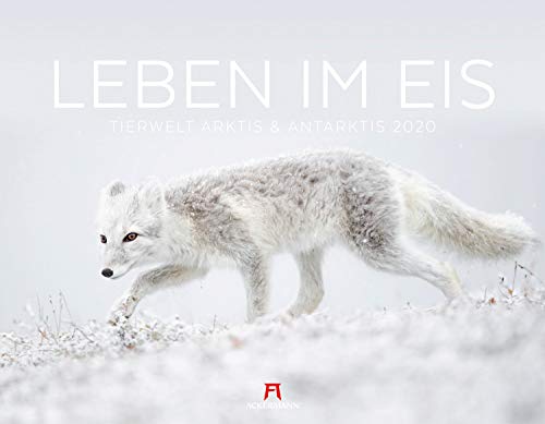 Leben im Eis 2020 - Tierwelt Arktis und Antarktis, Wandkalender im Querformat (54x42 cm) - Minimalistischer Naturkalender mit Tieren der Polarregion