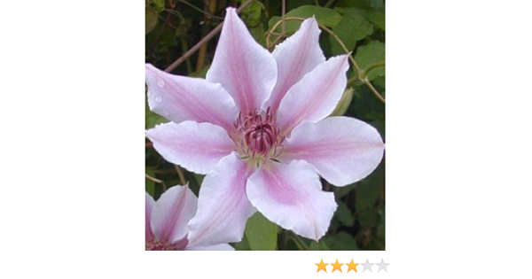 Clematis Clematis Nelly Moser White With Pink Stripes In A 3 Liter Plant Container 80 100 Cm High Amazon Co Uk Garden Outdoors
