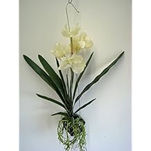 Suchergebnis auf Amazon.de für: hängende orchideen