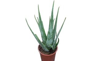 GARDEN MARKET PLACE Planta de interior - Planta para la casa o la oficina - Aloe Vera - Grande