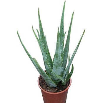 saatgut sativa BIO Saatgut Wildblumenmischung Schattig – Biogartenladen main image 1