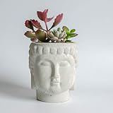 El listado es para una maceta de hormigón. Planta Senecio rowleyanus (planta de perlas) opcional en menú desplegable.