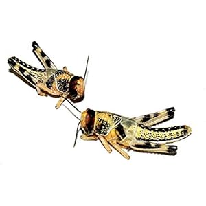 Heuschrecken subadult 300 Stück Wüstenheuschrecken Futterinsekten Reptilienfutter