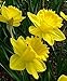 Produktbild seedsown 20 Trump Daffodil Verbesserte König Alfred (Packung mit 20 Birnen) Perennial, Zonen: 4-9