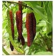 Bhajanlal Greenery Live Red Long Shahtoot/Mulberry Fruit Plant With Pot-Outdoor Plant