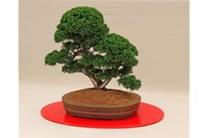 RP Seeds Juniperus chinensis (Chinese Juniper) - 20 Seeds