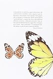 Image de La meravigliosa vita delle farfalle. Come nascono, come si trasformano, cosa possiamo imparare dagli insetti più belli