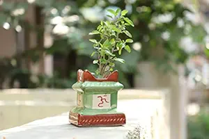 Lyallpur Stores Ceramic Planter Pot Square Shape - Medium (Green Color, 13 cm) Plant Not Included
