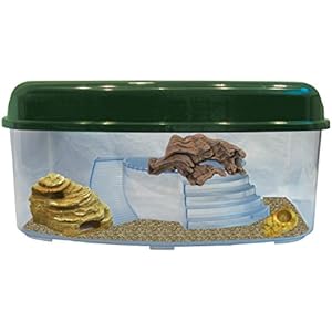 Namiba Terra 12082 Starter-Set, Habitat Box Wüste, maxi, flach, mit kleiner FelshöhleKokoshöhle, Wüstenholz und Mini-Wassernapf, Spiderbowl, 59 x 46 x 29 cm, gelb