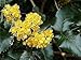 Produktbild Portal Cool Mahonia aquifolium - Oregon Traubenpflanze In 3.5" Pot