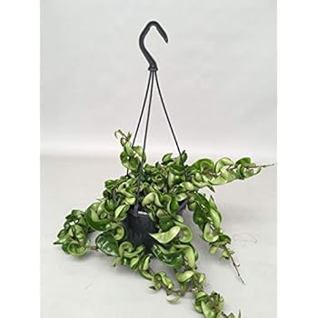 Wachsblume 30 cm Ampel Hoya carnosa Compacta