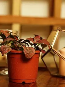 The Plant Store | Fittonia Plant | Fittonia albivenis | Indoor Desk Plant