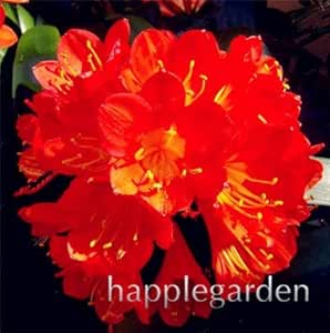 Bloom Green Co 100pcs Economico Clivia Fiore Bello Pianta In Vaso Bonsai Balcone Fiore Piante Clivia Fiore Stupendo Kaffir Lily Decor Garden 16 Amazon It Giardino E Giardinaggio