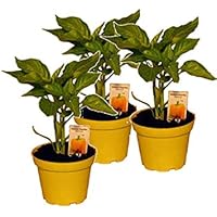 Gelbe Paprika Pflanzen im 3er Set,F1 Sorten frische Paprikapflanzen im Topf