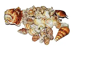 Natural Mixed Sea Shell from Ocean for Aquariums/Art and Crafts/Table Decoration (400 gm Pack, Multicolour)